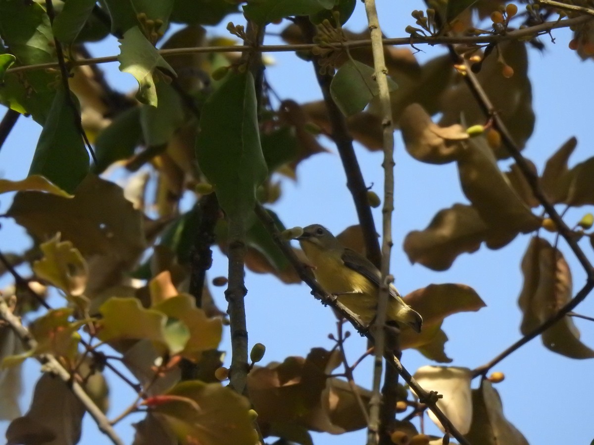 Fire-breasted Flowerpecker - ML646239618