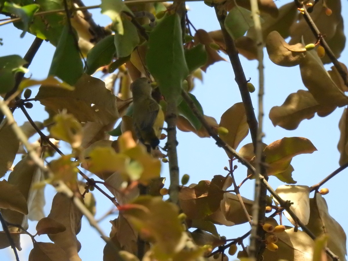 Fire-breasted Flowerpecker - ML646239619