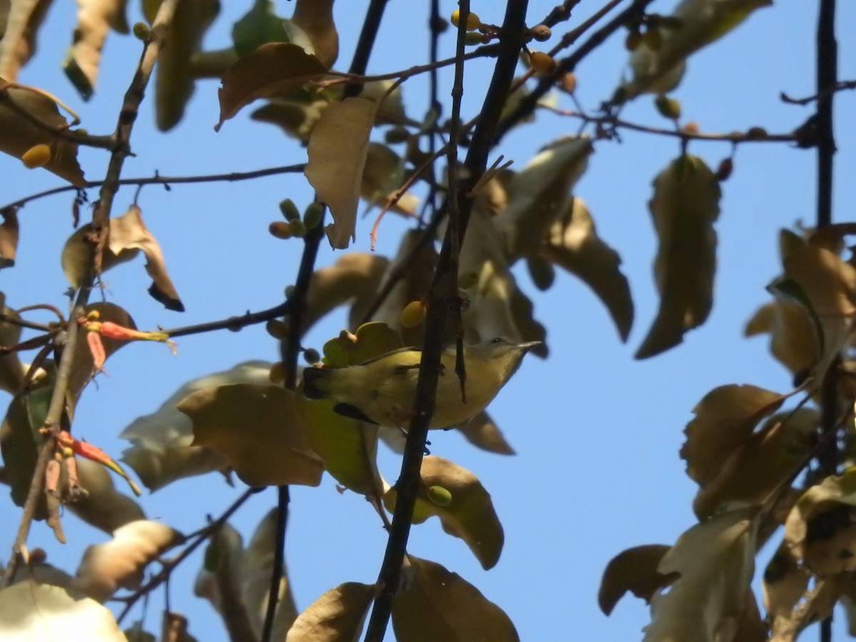 Fire-breasted Flowerpecker - ML646239620