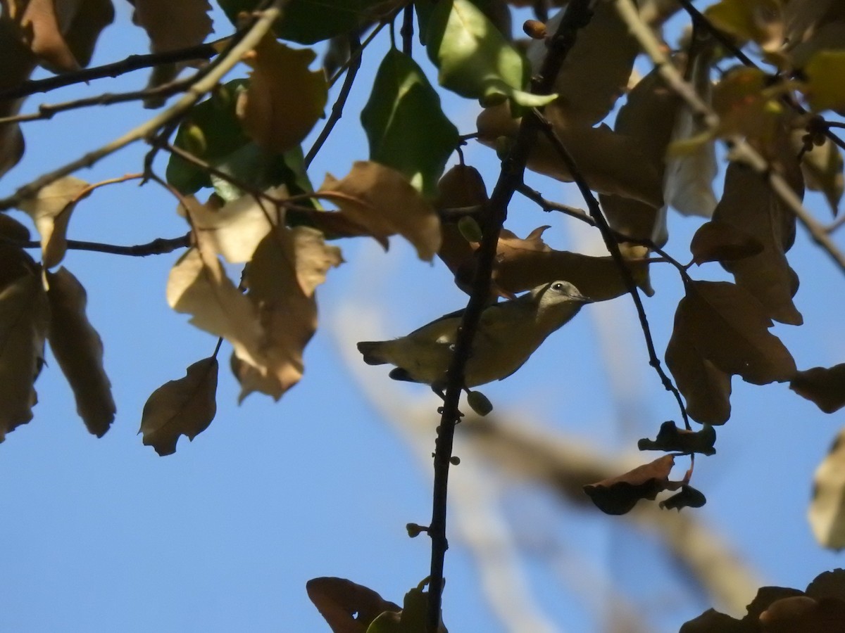 Fire-breasted Flowerpecker - ML646239621