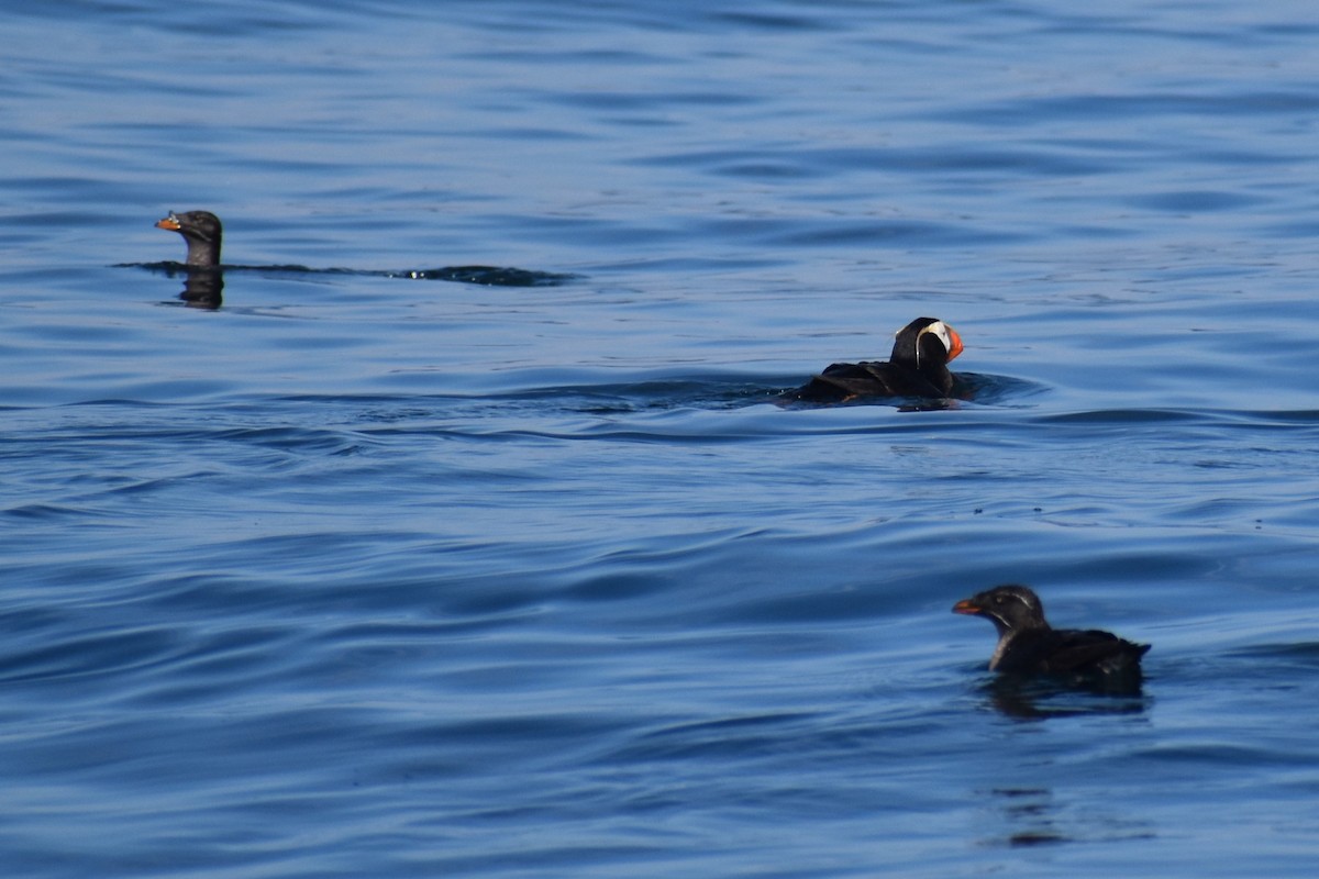 אלקית קרנף - ML646239623