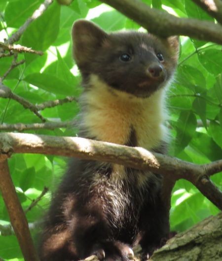 Eurasian Pine Marten - ML646239626