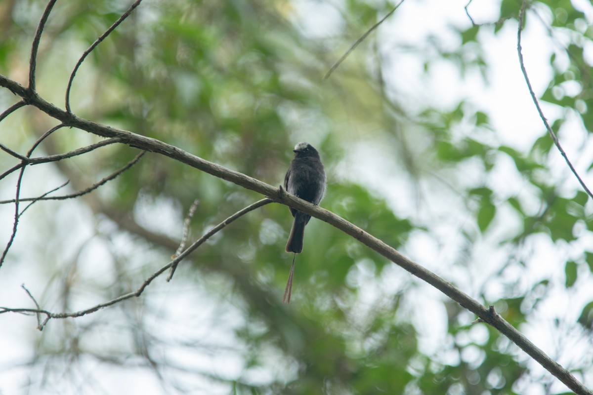 Long-tailed Tyrant - ML646239627