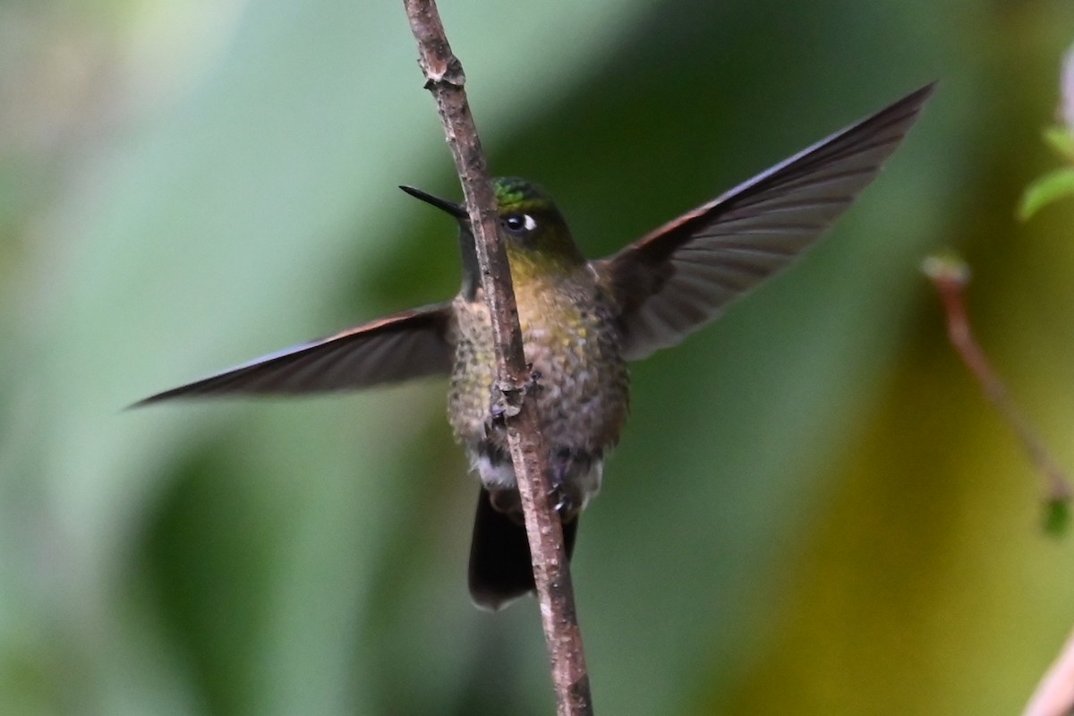 Tyrian Metaltail - ML646239628