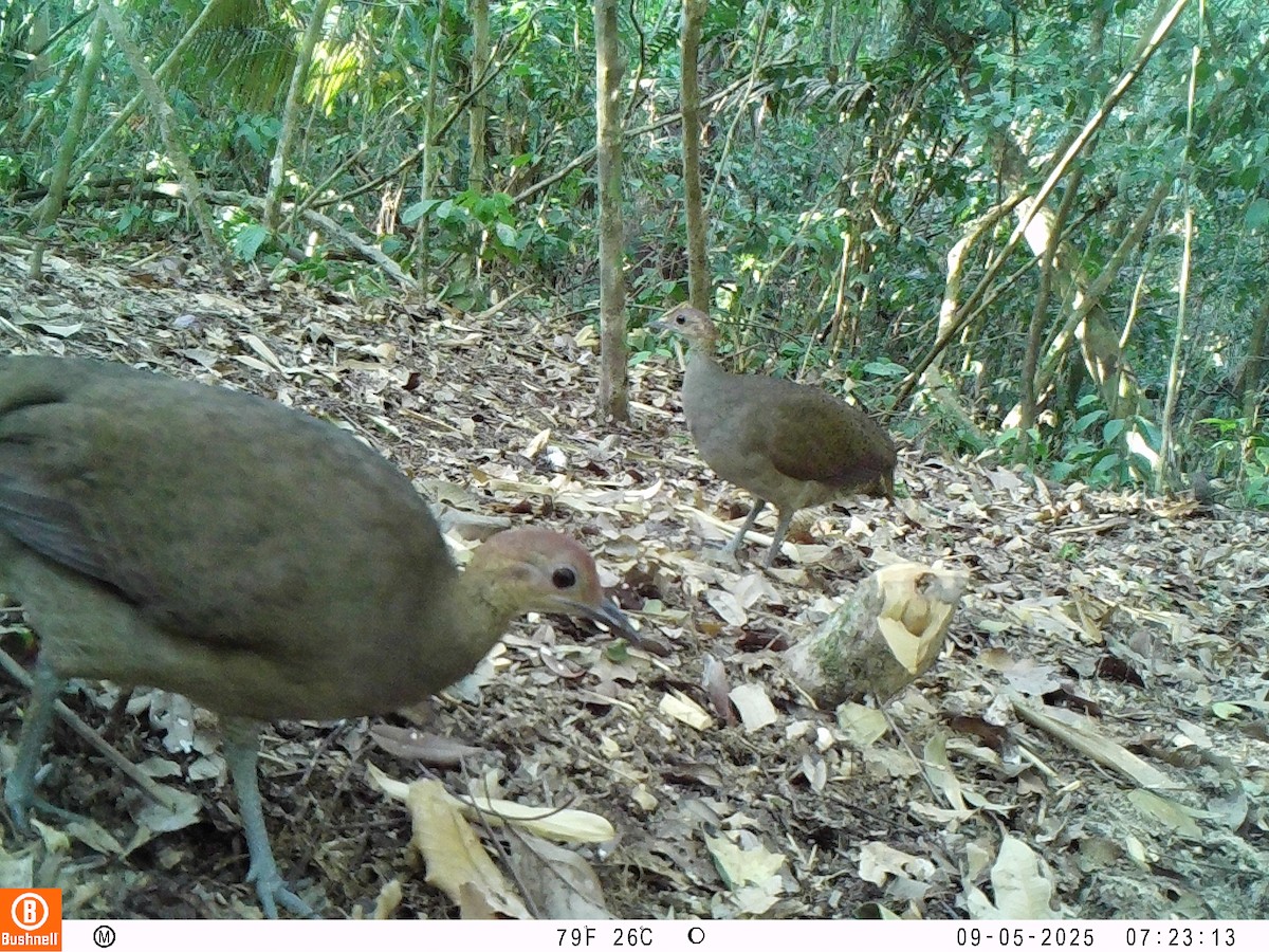 Great Tinamou - ML646239629