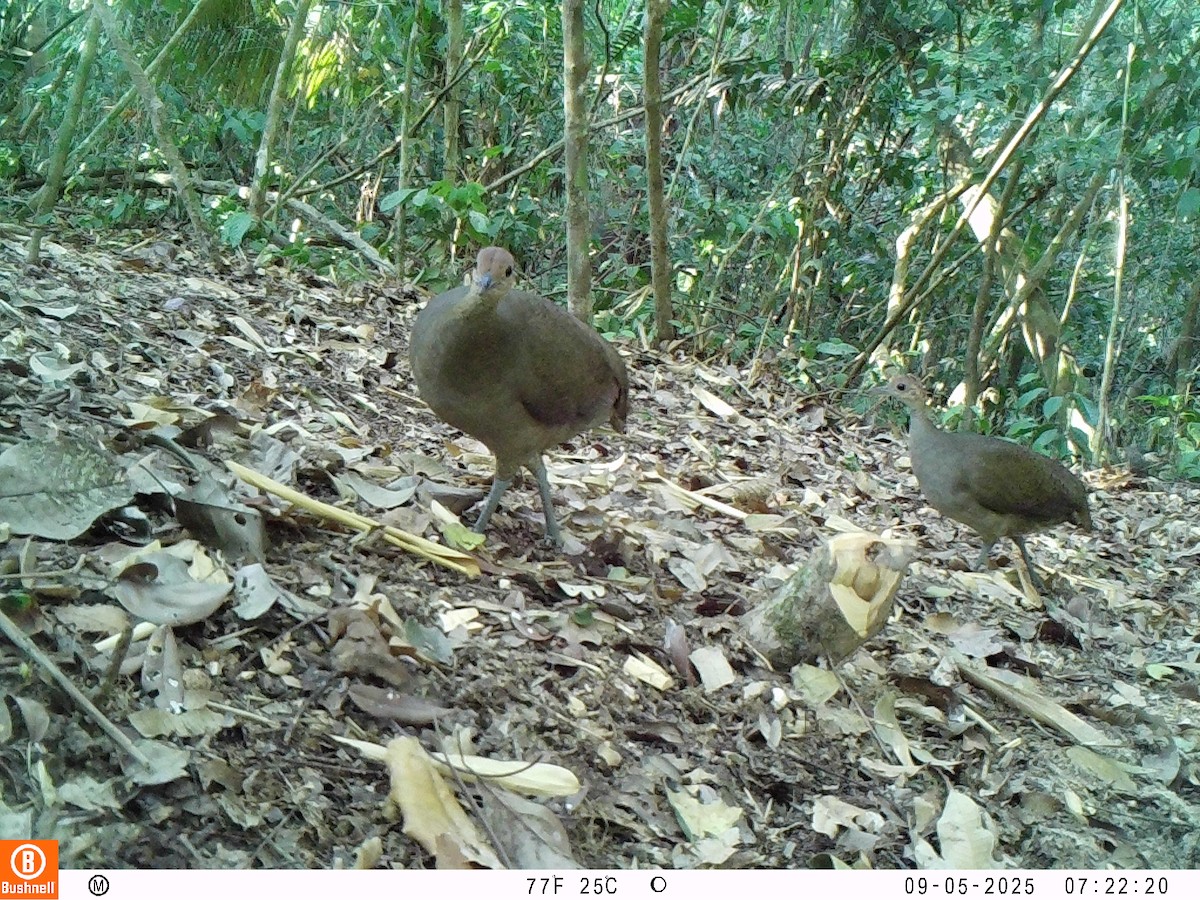 Great Tinamou - ML646239630