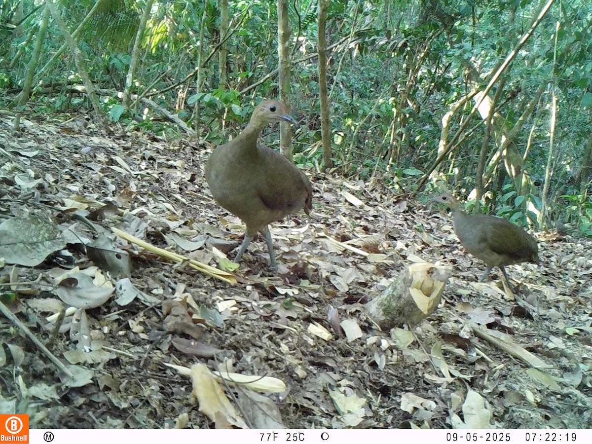 Great Tinamou - ML646239631