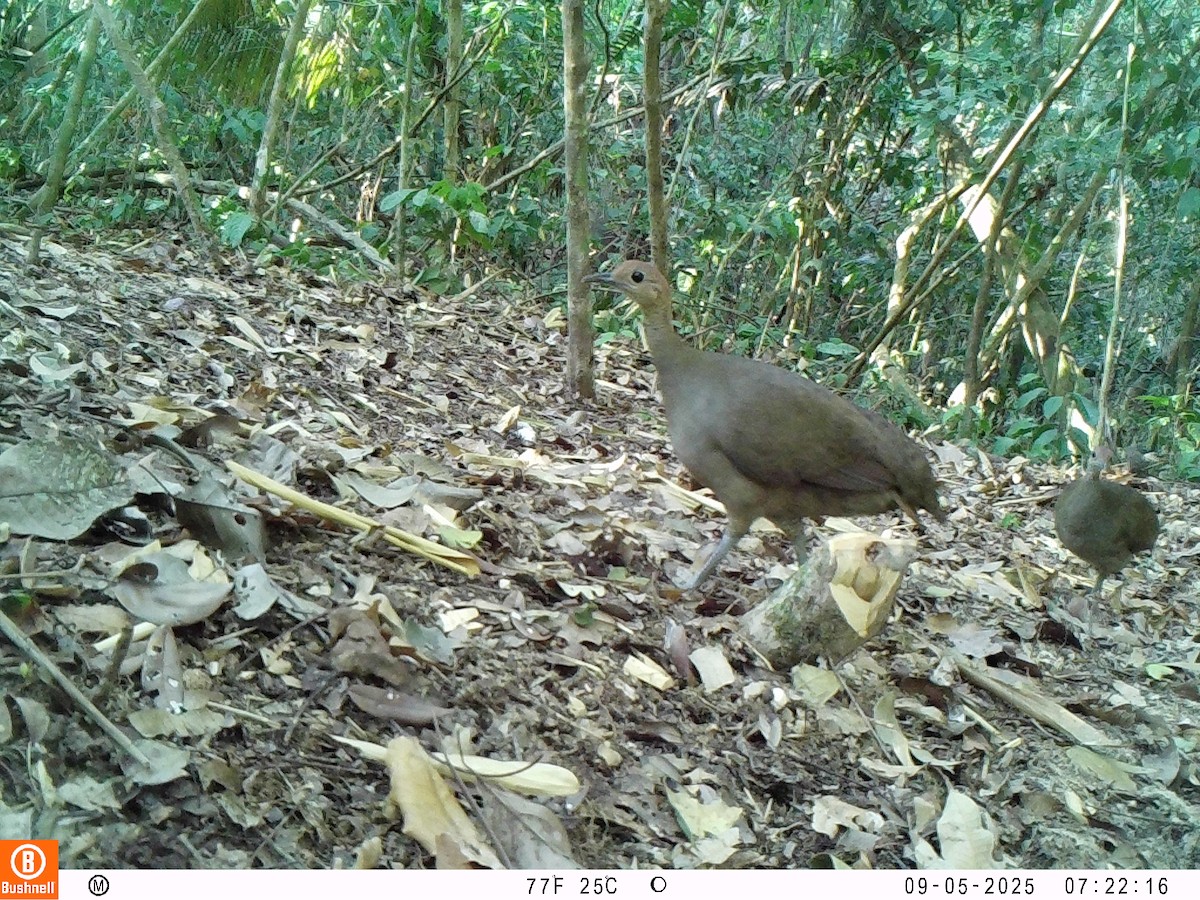 Great Tinamou - ML646239632