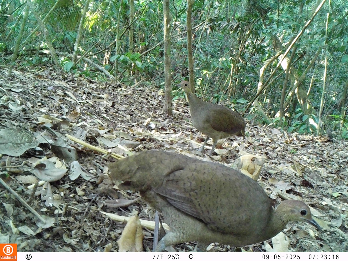 Great Tinamou - ML646239633