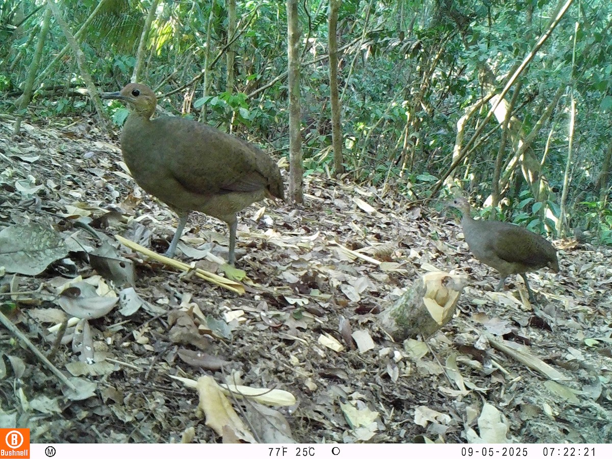 Great Tinamou - ML646239634