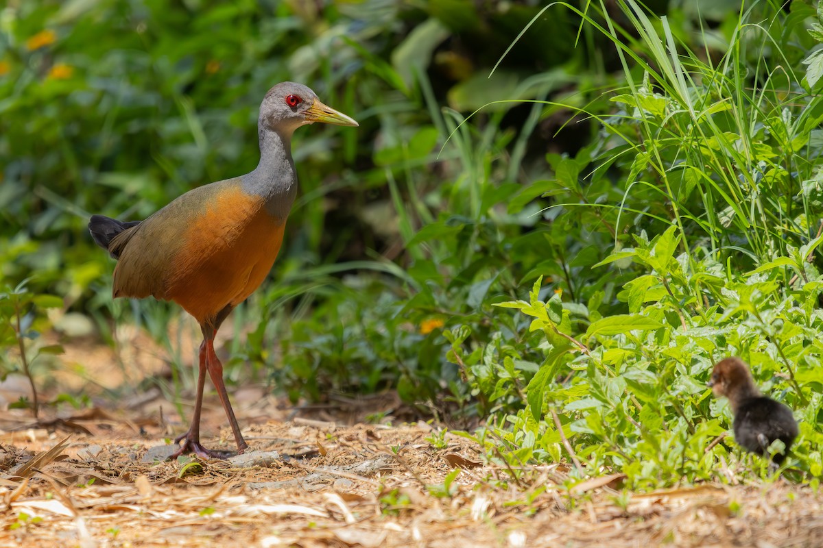 Gray-cowled Wood-Rail - ML646239636