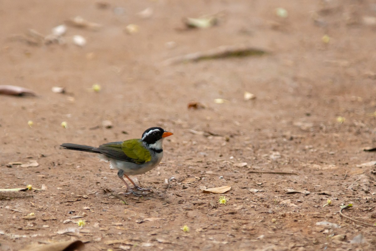 Saffron-billed Sparrow - ML646239641