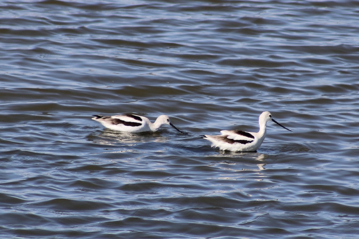 American Avocet - ML646239647