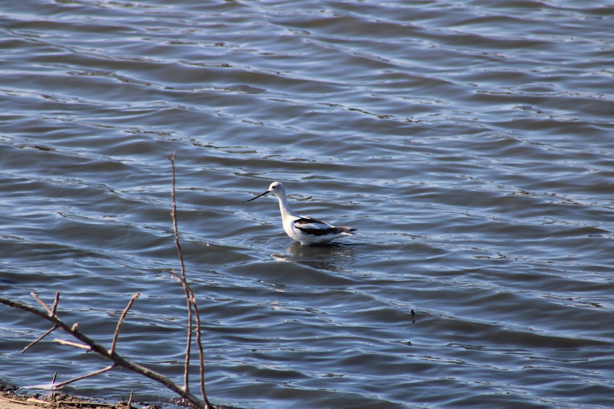 American Avocet - ML646239648