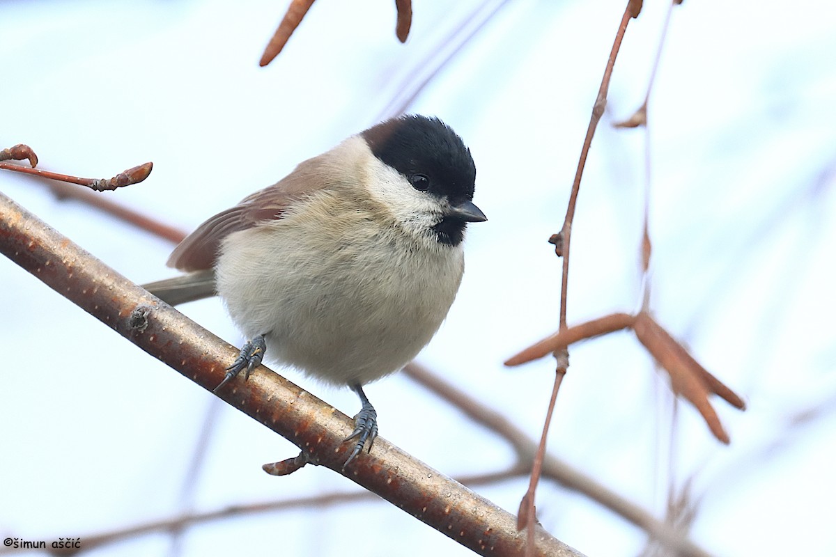 ירגזי ביצות - ML646239650