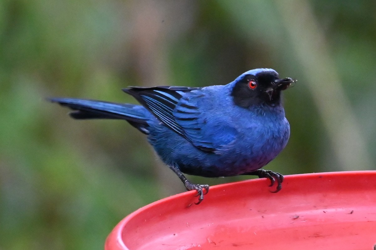 Masked Flowerpiercer - ML646239652