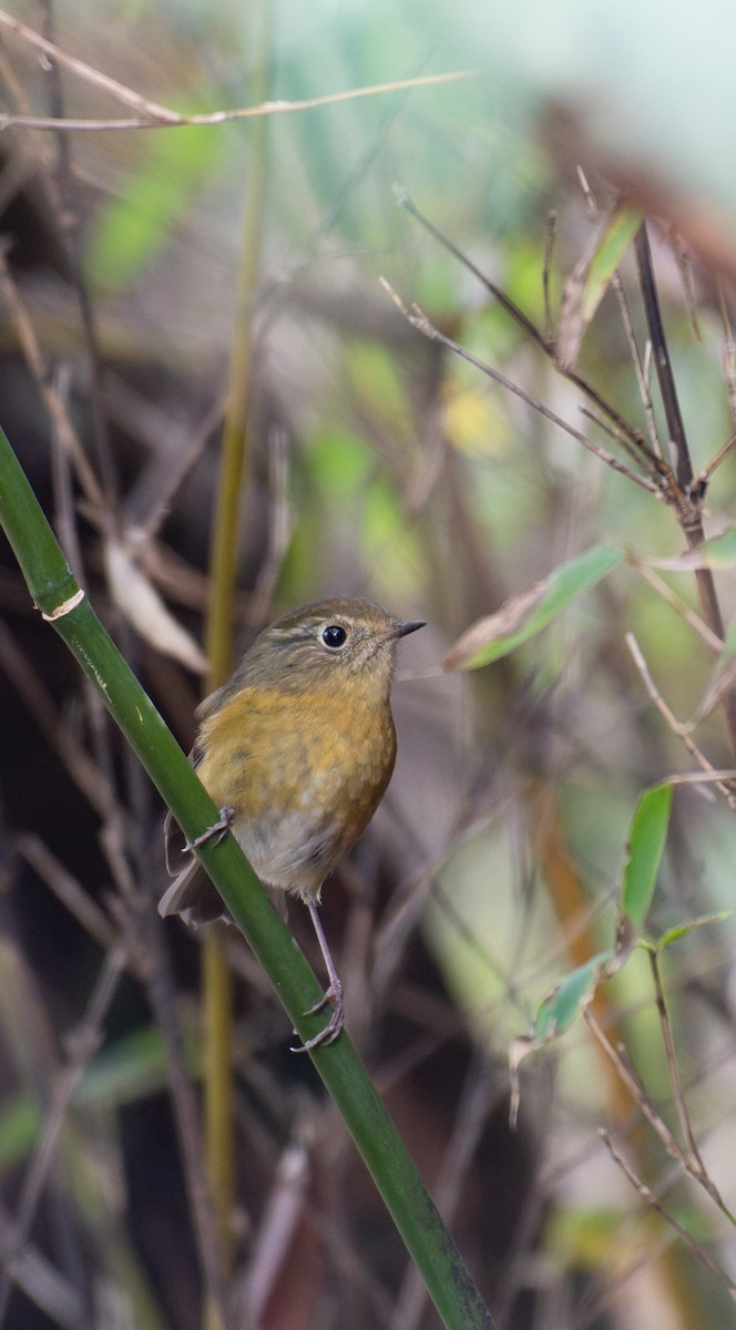 White-browed Bush-Robin - ML646239654