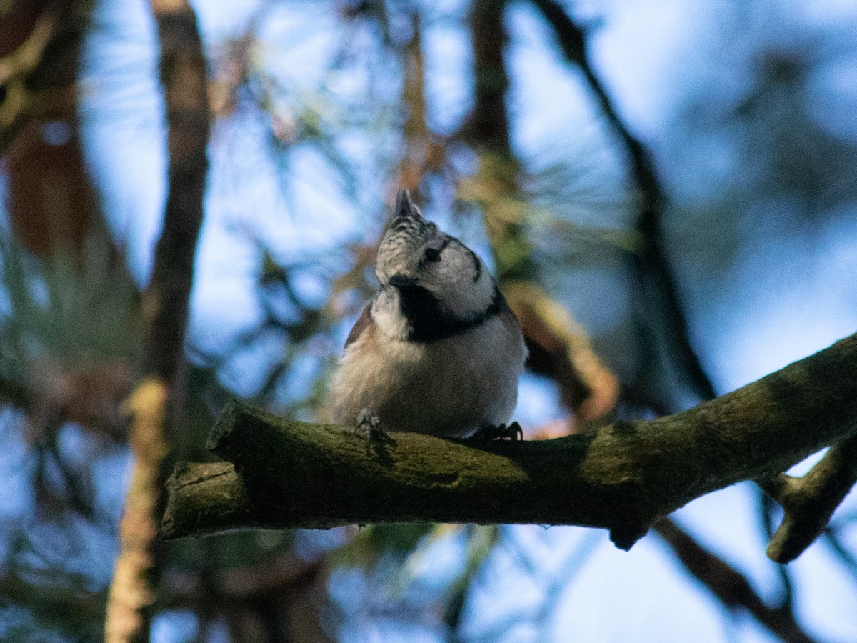 Crested Tit - ML646239655