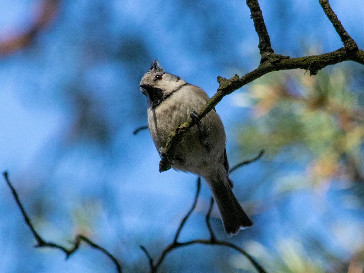 Crested Tit - ML646239656