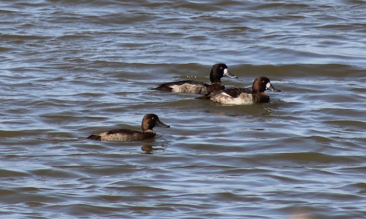 斑背潛鴨 - ML646239657