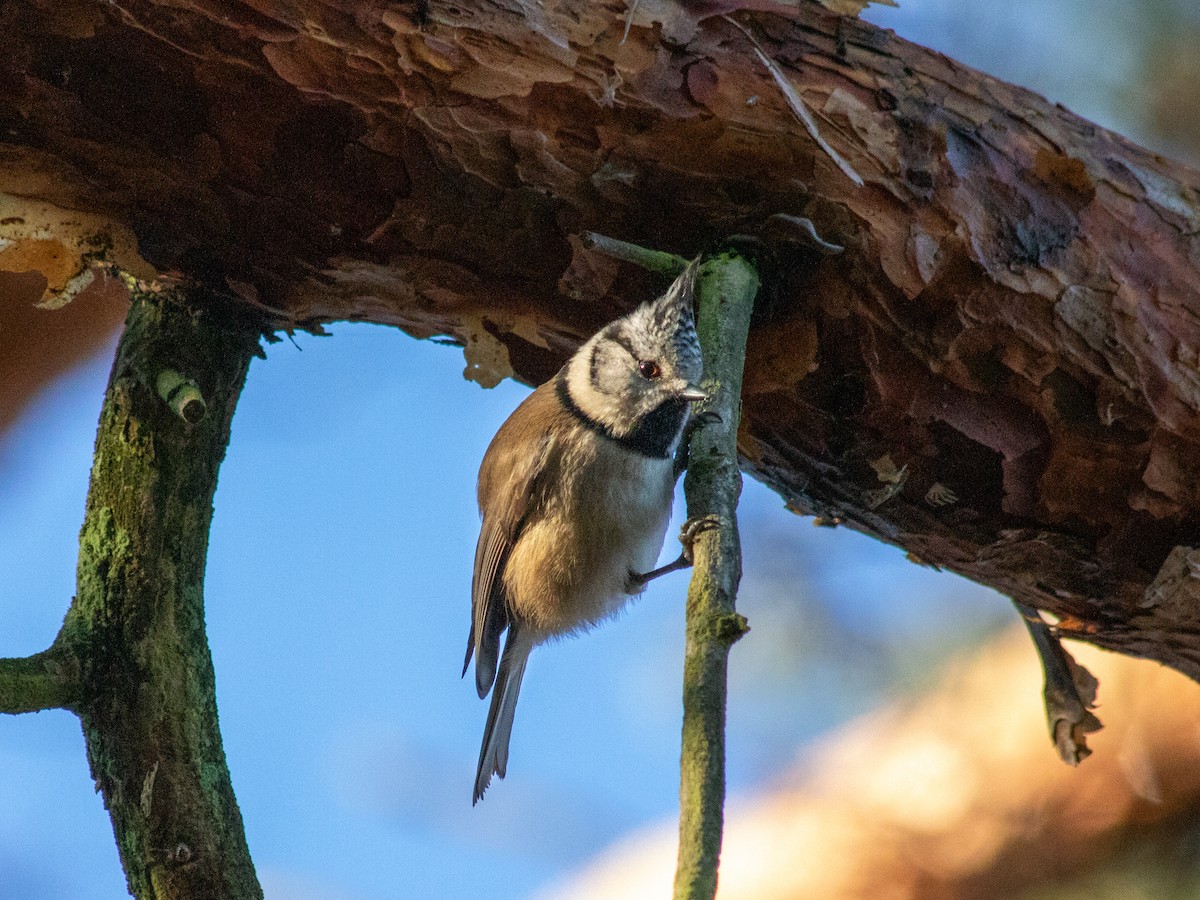 Crested Tit - ML646239658