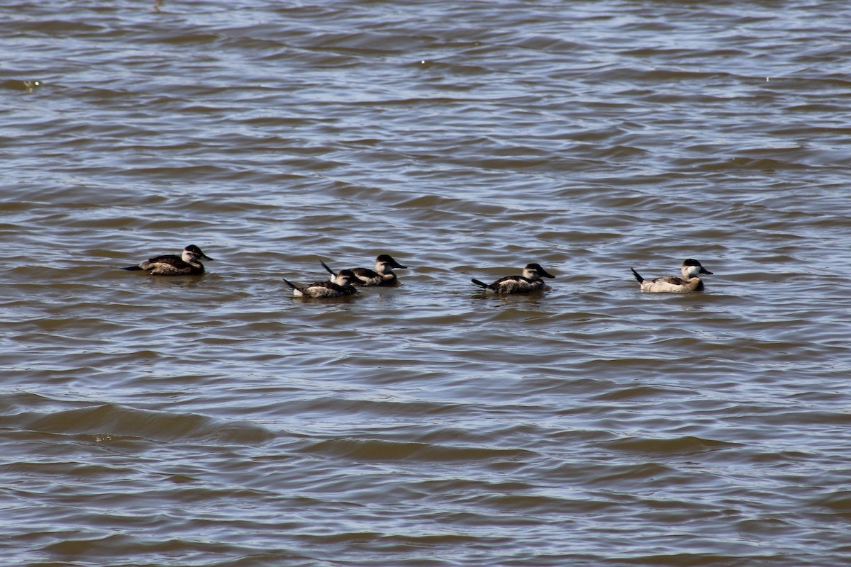 Amerika Dikkuyruğu - ML646239663