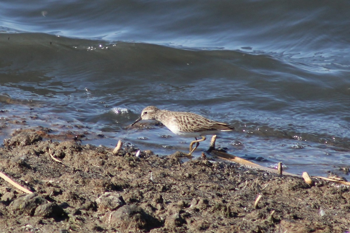 Least Sandpiper - ML646239670
