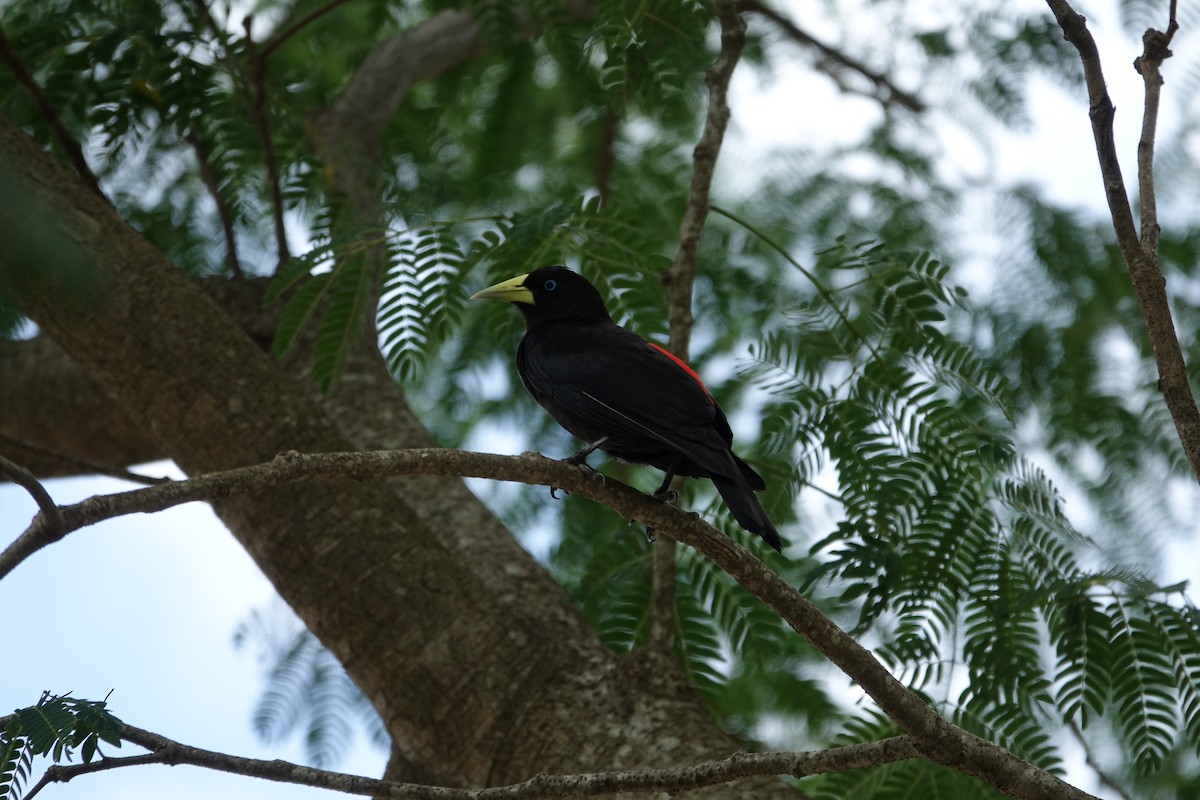 Red-rumped Cacique - ML646239676