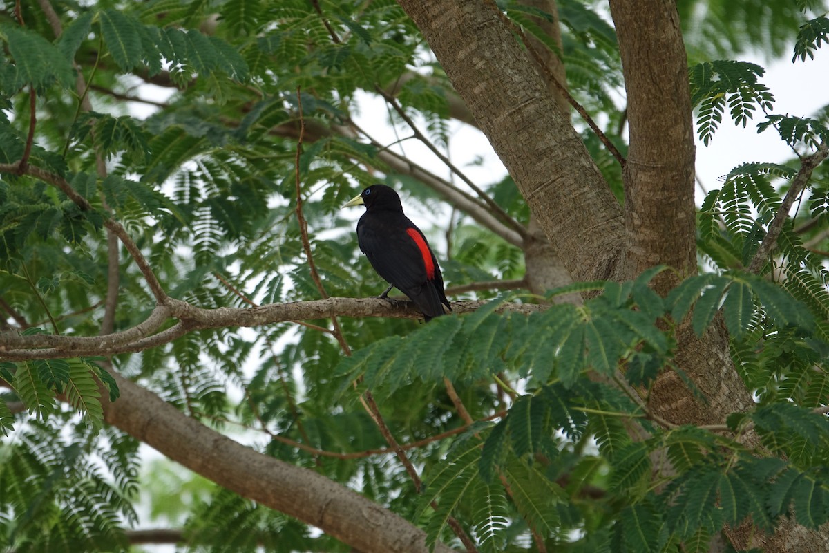 Red-rumped Cacique - ML646239677