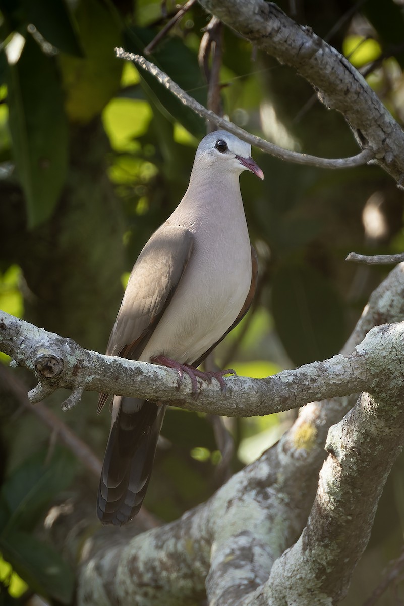 アオフバト - ML646239678