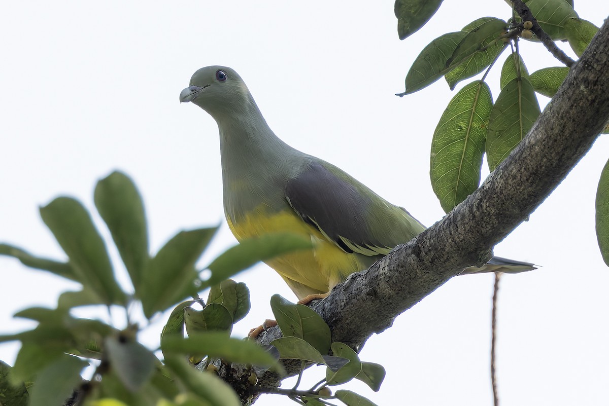 Bruce's Green-Pigeon - ML646239683