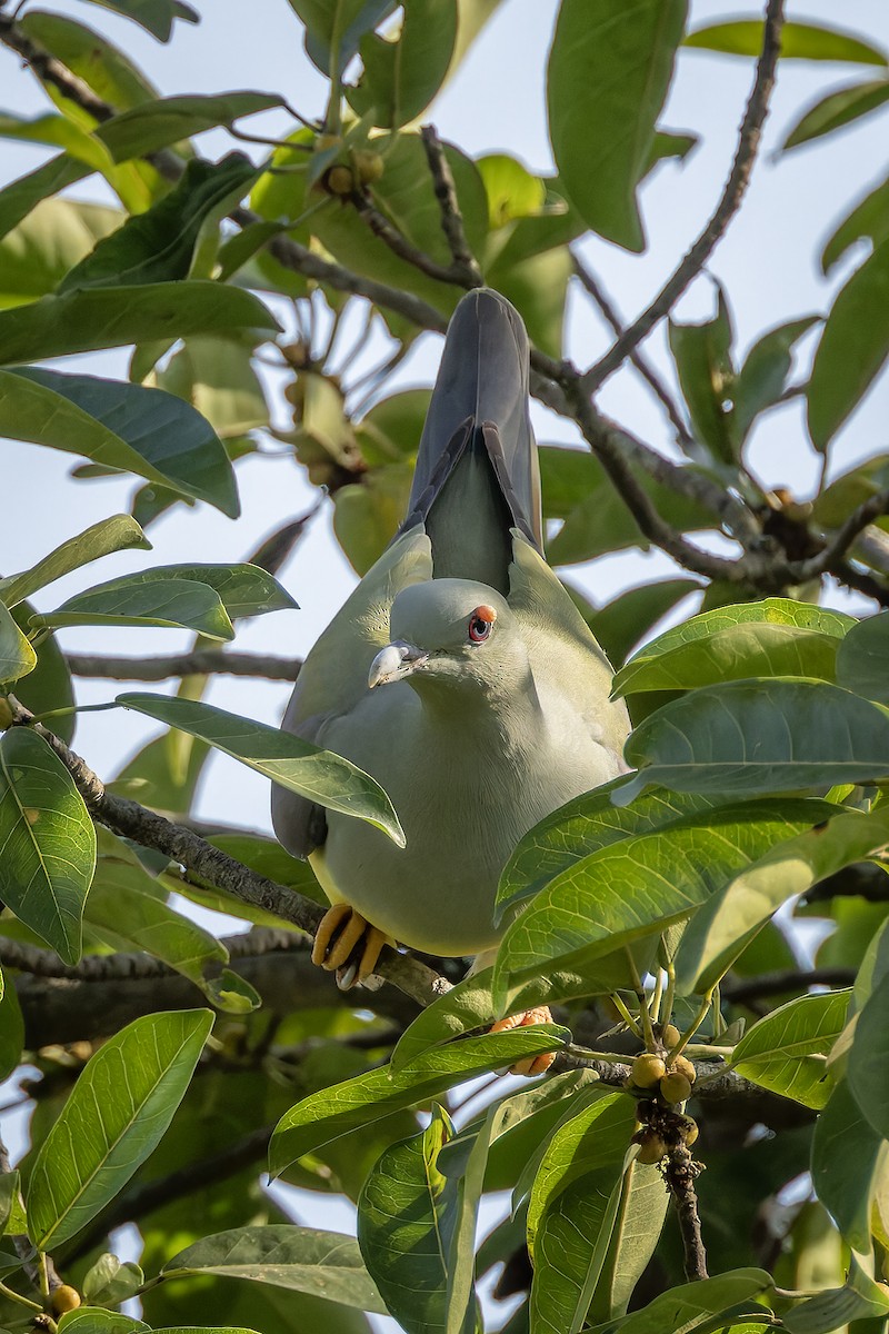 Bruce's Green-Pigeon - ML646239684
