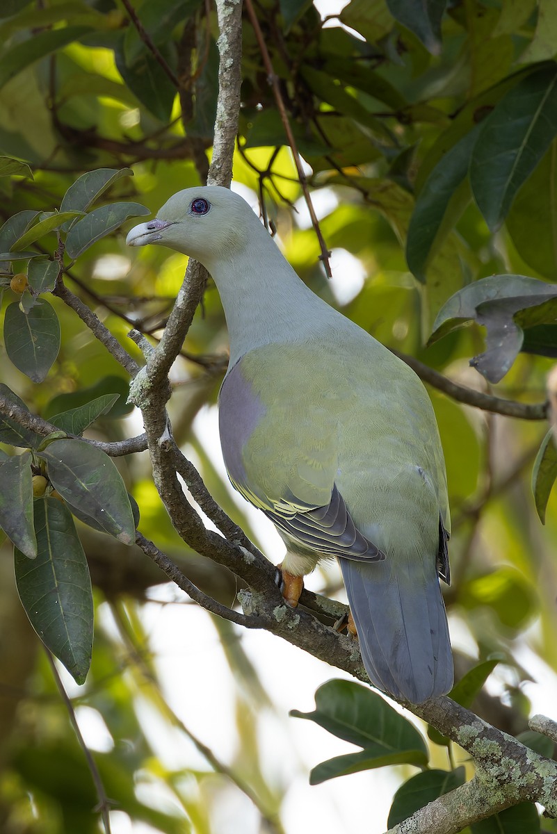 Bruce's Green-Pigeon - ML646239686