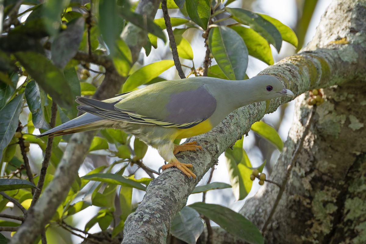 Bruce's Green-Pigeon - ML646239687