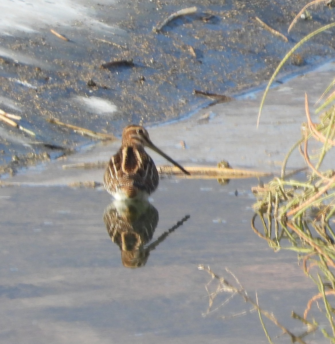Common Snipe - ML646239689
