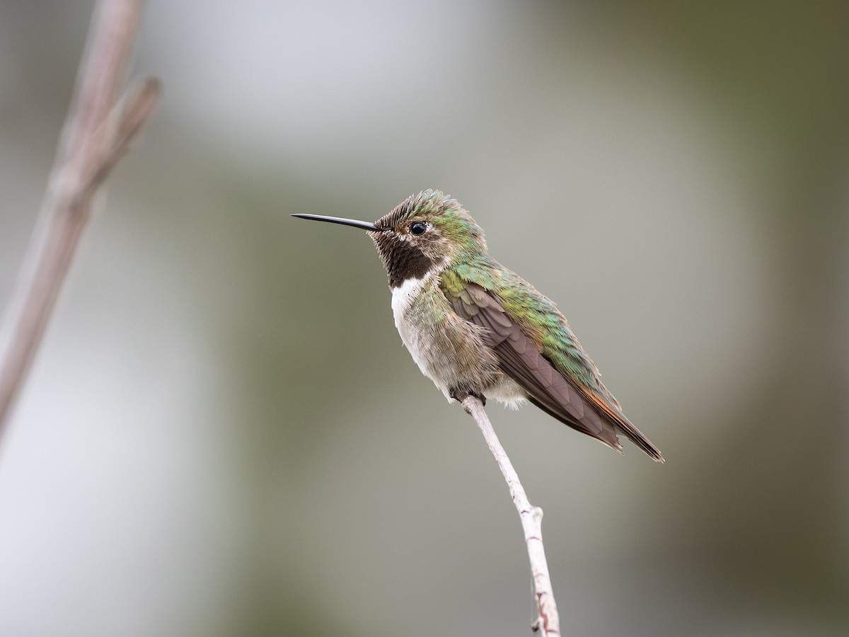 Broad-tailed Hummingbird - ML646239690