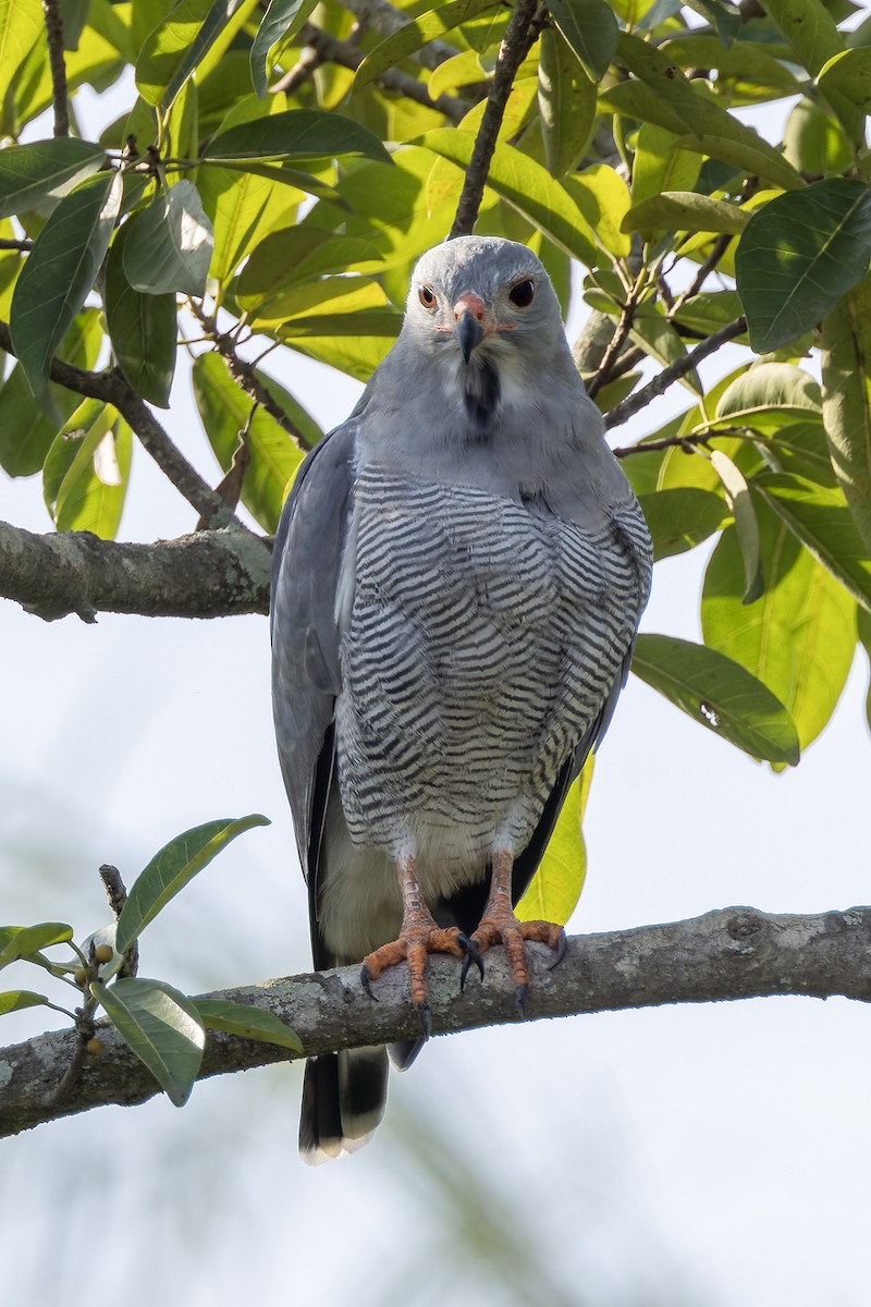 Lizard Buzzard - ML646239691