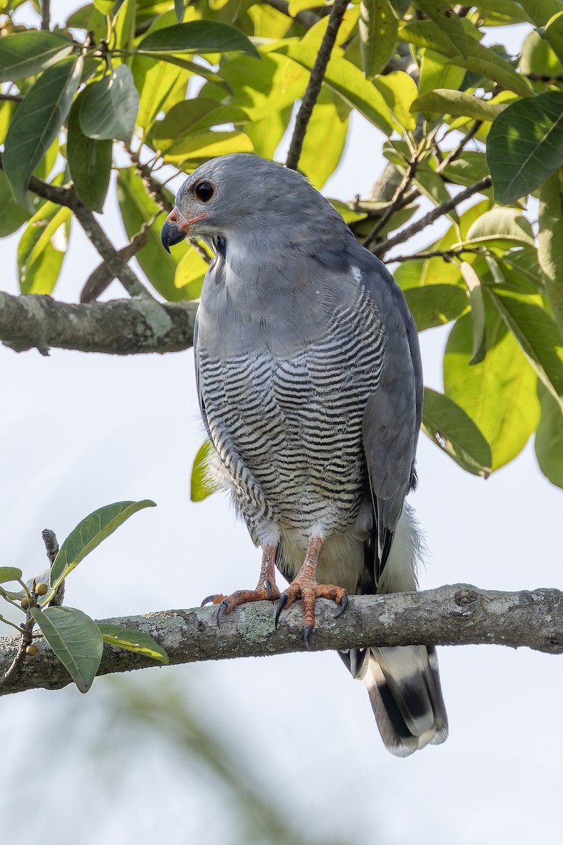 Lizard Buzzard - ML646239692