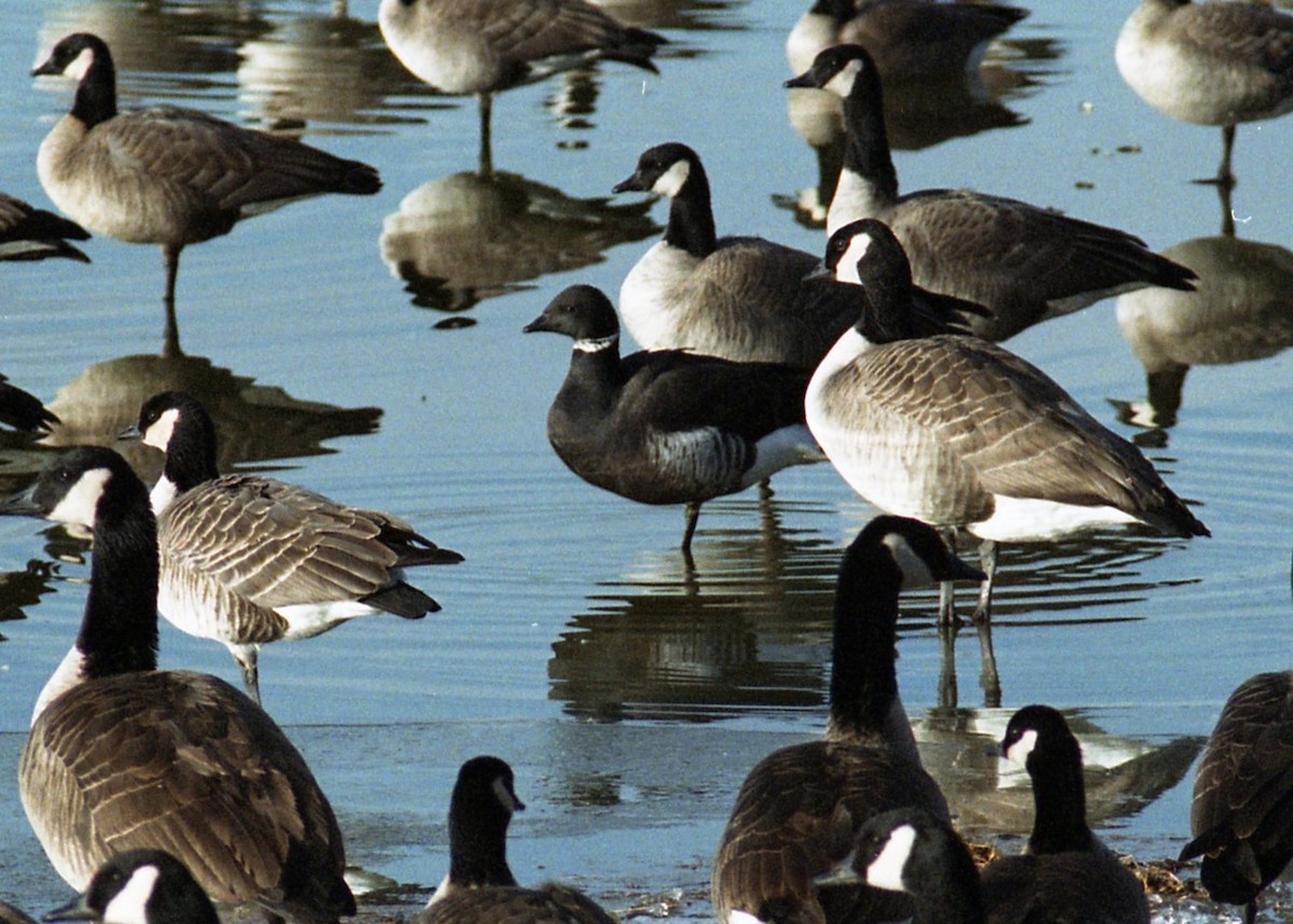 Brant (Black) - ML646239693