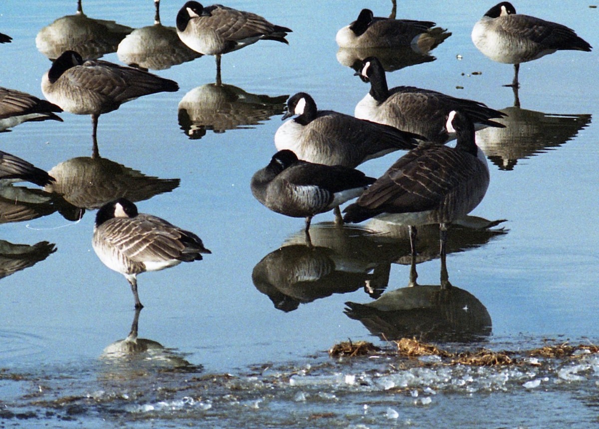 Brant (Black) - ML646239694