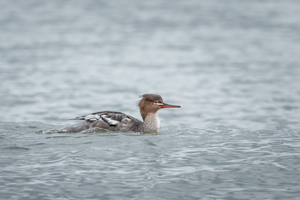 Red-breasted Merganser - ML646239696