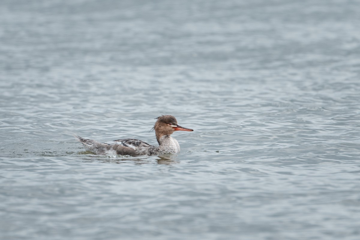 Red-breasted Merganser - ML646239697