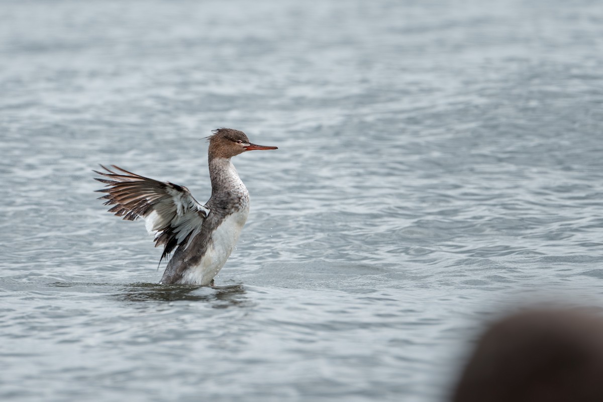Red-breasted Merganser - ML646239698