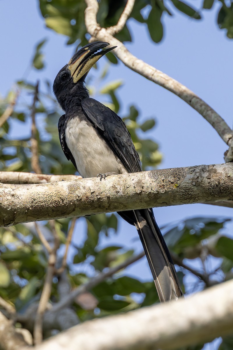 West African Pied Hornbill - ML646239699