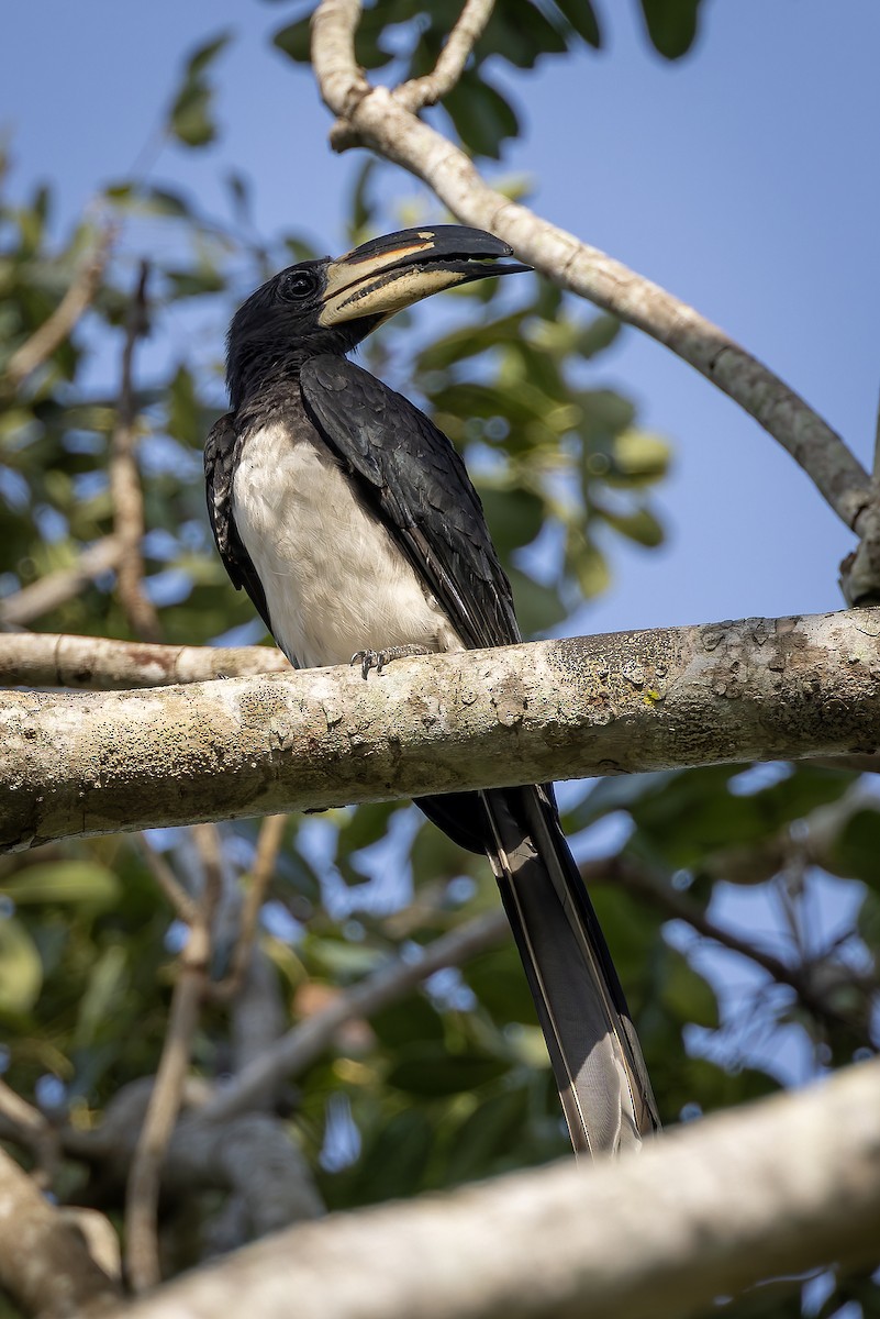 West African Pied Hornbill - ML646239700