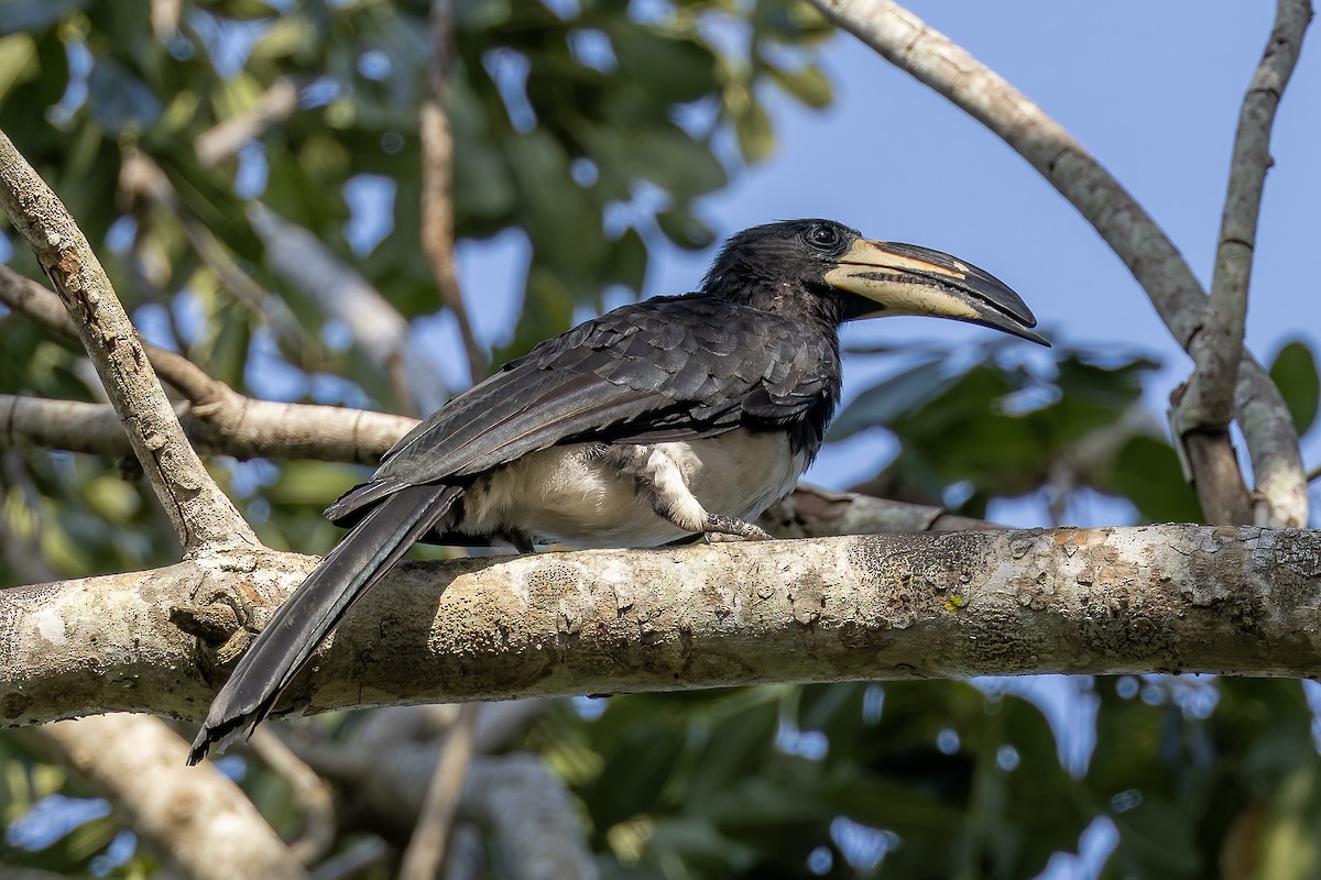 West African Pied Hornbill - ML646239701