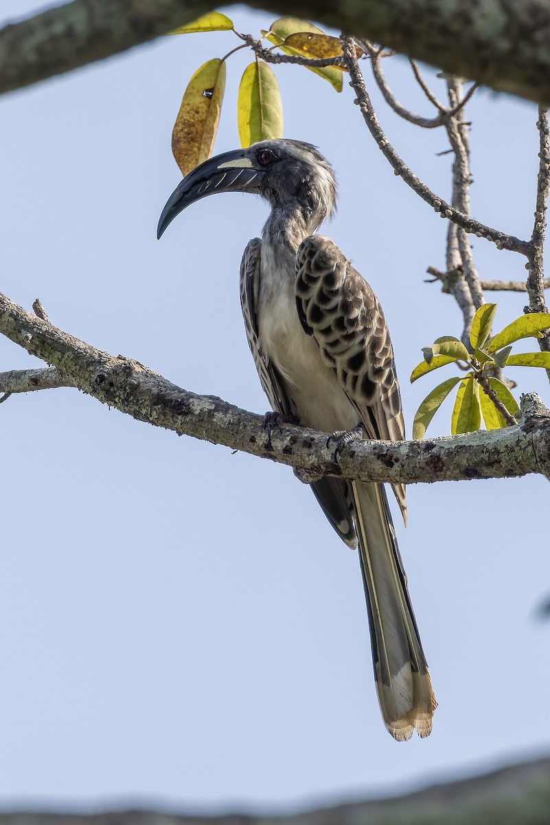 African Gray Hornbill - ML646239702