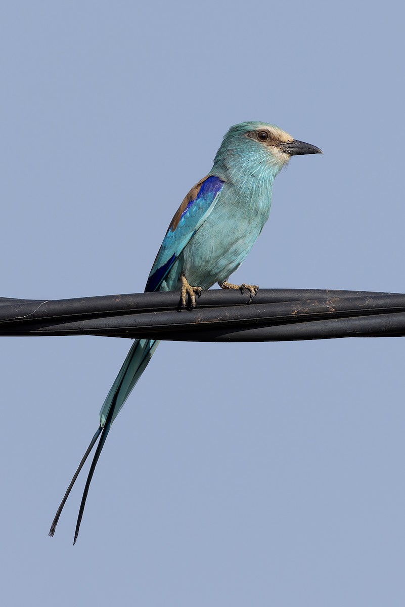 Abyssinian Roller - ML646239703