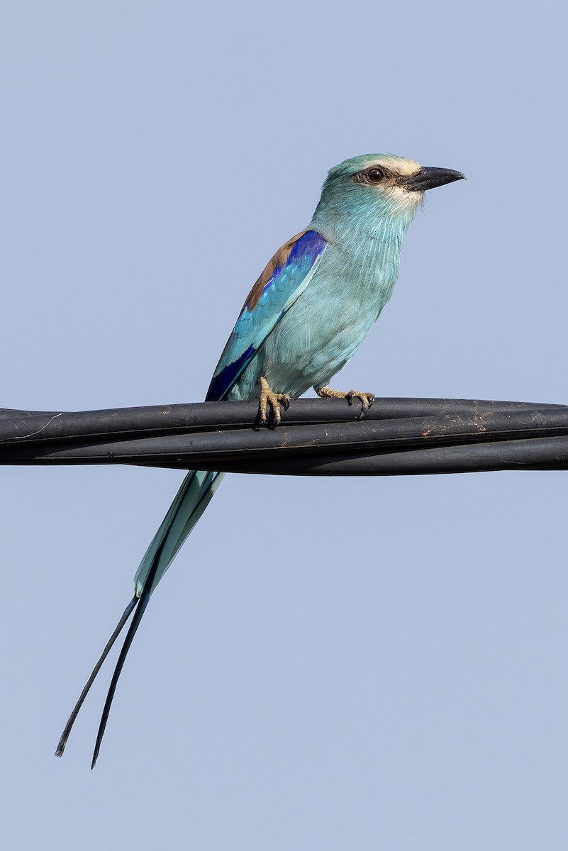 Abyssinian Roller - ML646239704