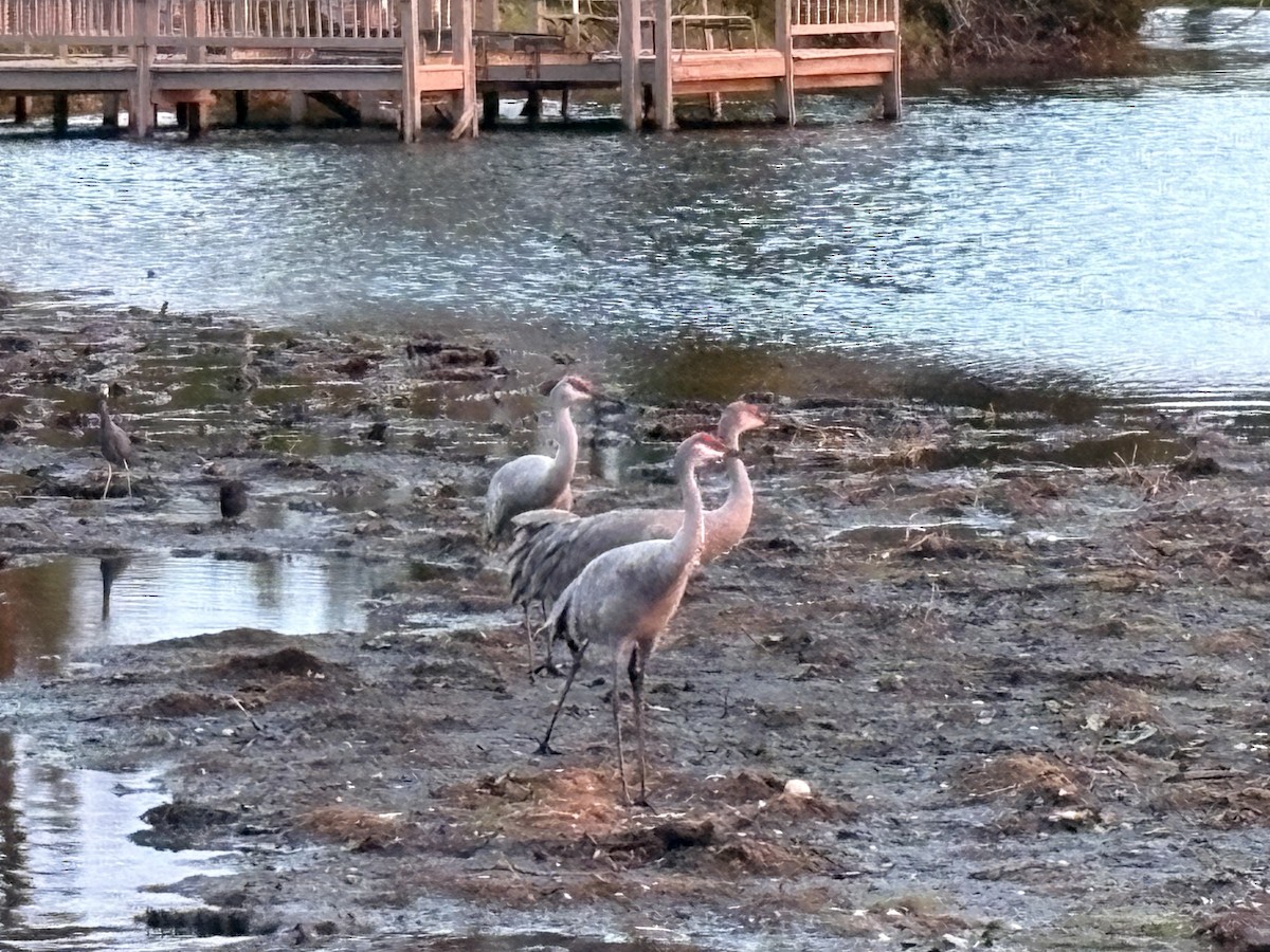 Sandhill Crane - ML646239708